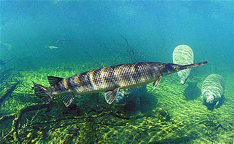 Lepisosteus osseus – Discover Fishes .